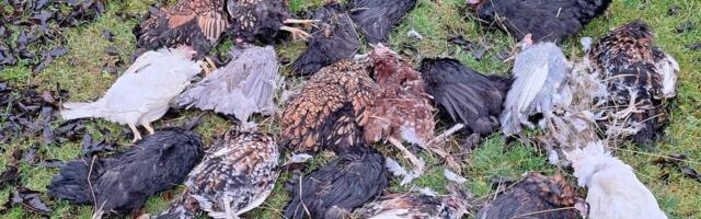 FOTOD | „Tulemus on aiakäru täis laipu.“ Öised tapatööd ajavad linnupidajad ahastusse