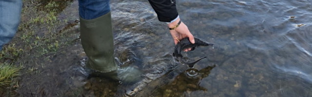 Narva jõkke lasti 50 erilise märgiga Läänemere tuura