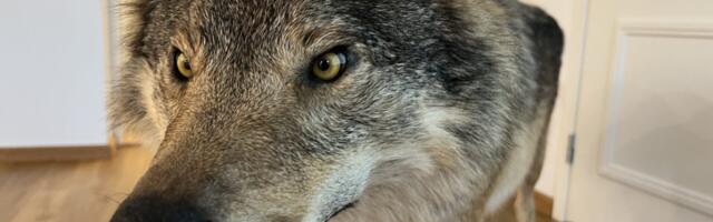 Jahimehed lasid kolm hunti üheksa minutiga