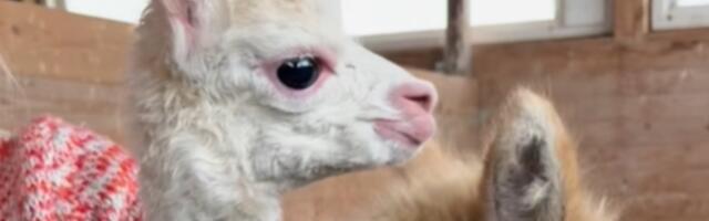 VIDEO | Muhu jaanalinnufarmis nägi ilmavalgust selle kevade esimene alpakabeebi