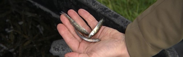 Reporter: Kalad aitavad vett puhastada: kohamaimudega asustati Kaunissaare ja Aavoja veehoidla