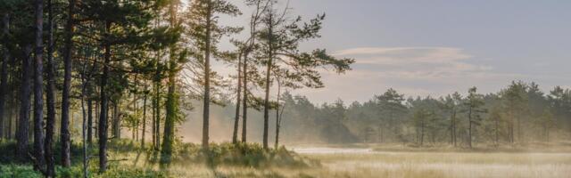 Meeldiv värske lõhnaga gaas, aga ainult väikestes kontsentratsioonides! Mida peaks teadma osoonist?