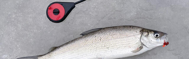 2023. aasta kala on merisiig