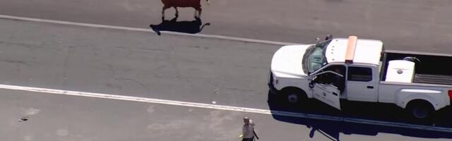 Reporter: USA-s Los Angeleses aeti mööda maanteed pulli taga!