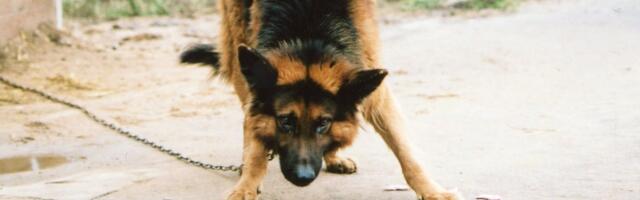 Koerte ketispidamise keelustamine läks kooskõlastusringile