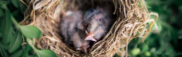 Keskkonnaamet alustab homme pesitsusrahu kontrollidega
