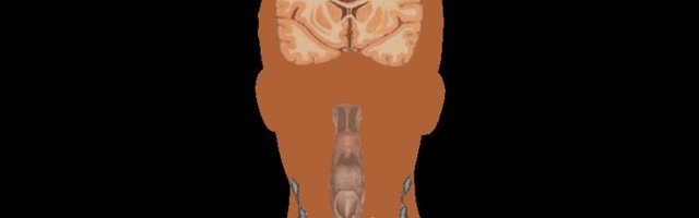 Inimkeha sisaldab tuhandeid teadusele tundmatuid rakutüüpe