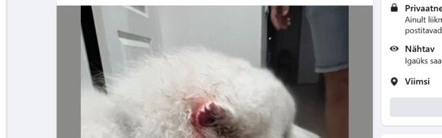 Kaks hulkuvat akitat puresid perenaisega jalutanud samojeedi