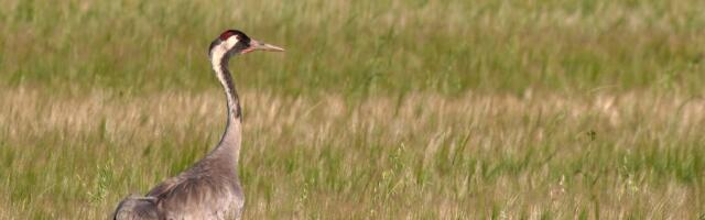 Eesti lindude seas on tõeliselt kõrgeealisi. Ornitoloog selgitab, millised linnud elavad kõige kauem ja miks