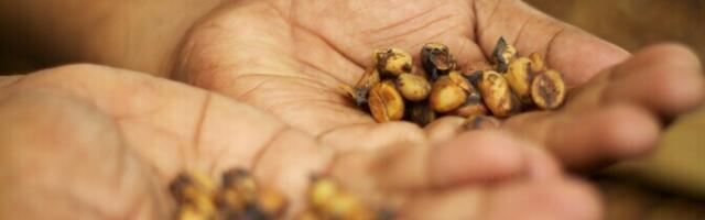 Tsiibetkassid seedivad kohvioad rammusamaks