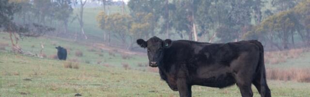 Põllumajandus ja metsandus kujundavad üha enam Eesti kasvuhoonegaaside bilanssi