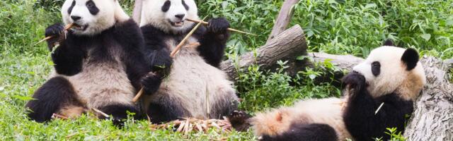 2. mai: Kaalud korgivad lahti veinipudeli, Amburid armastavad oma rõõmsaid kolleege