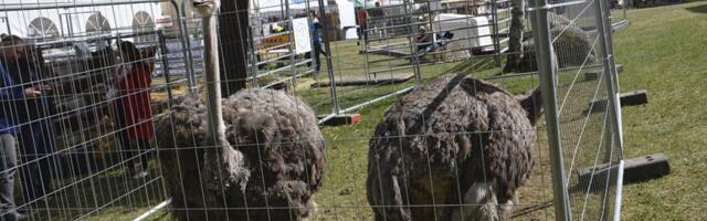 Luige laat – endiselt seemnest saunani