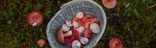 Teadaanne harjutusväljadel matkajatele, seenelistele ja marjulistele