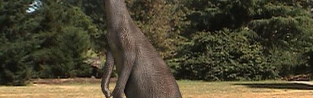 Paleontoloogid ⟩ 40 000 aastat tagasi elasid Austraalias hiiglaslikud kängurud