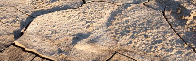 Sünoptikud põuast: aprilli lumi oli õnnistuseks, kuid lähinädalad võivad taimekasvatajale saada saatuslikuks