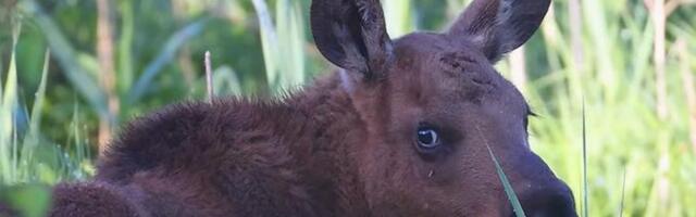 VIDEOD| Üliarmas põdralaps maiustab värskete lehtedega ja teisi loomapoegi suve nautimas