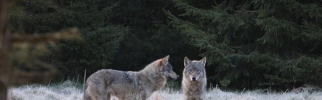 Lõppenud hundijahi hooajal kütiti lubatust tosin hunti vähem