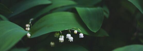 Apteekri nipid, kuidas kevadstressist jagu saada.