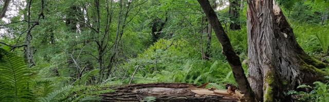 NÄDALA RAAMAT | 7kraadist balti noorte iha mulle keelekasteks, palun!