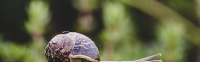 Koolivaheaja looduspäev „Uurime tigusid ja karpe“