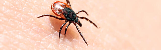 Puuke on järjest rohkem: BENU apteekides saab testida ja vaktsineerida