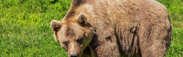 Keskkonnaamet annab karujahi hooaja alguses välja 90 küttimisluba