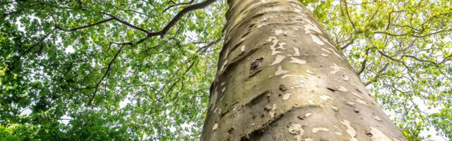 Zver satima boravila na drvetu, uznemirila građane: Šok snimak obišao planetu, reagovala policija