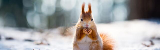 30. november: Skorpion ammutagu loodusest väge, Sõnn on kõrvuni armunud