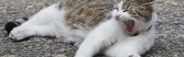 Suurbritannia kuulsaim kass Larry umbusaldushääletusi kartma ei pea