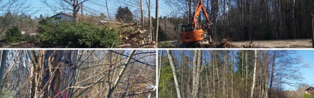 Tammneeme kergliiklustee projekteerija pani puusse