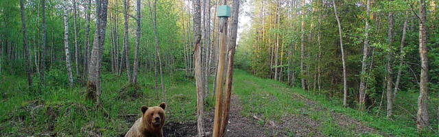 Hiiumaa karu jäi kogu oma ilus rajakaamerasse