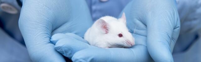 Teadlased: Alzheimeri tõve eest võib kaitsta liitium