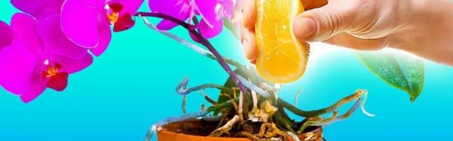 Kuidas sidrunimahl võib toetada orhidee kasvu ja tervist?