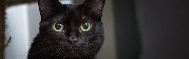 Eesti naised paljastavad, mis ebauske nad järgivad