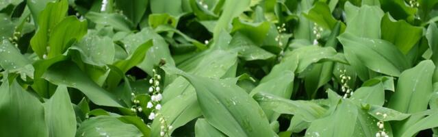 Mürgine maikelluke on võrdlemisi sarnane karulauguga