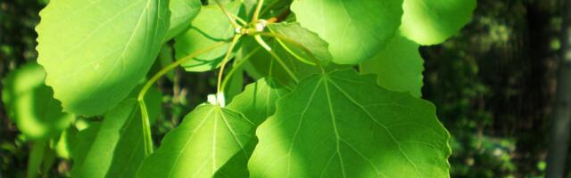 Aasta puu on harilik haab