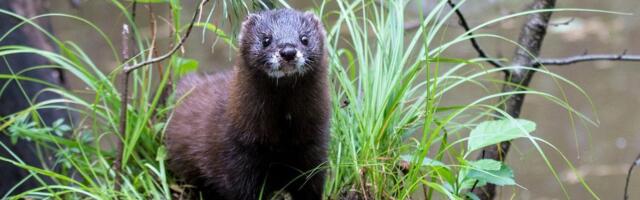 Ajalugu näitab: eksootiline loom ohustab teisi loomaliike