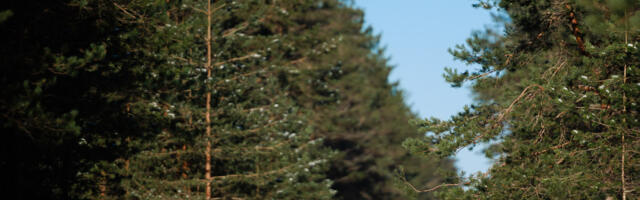 Tamsalu-Neeruti maraton toimub Alutaguse suusaradadel