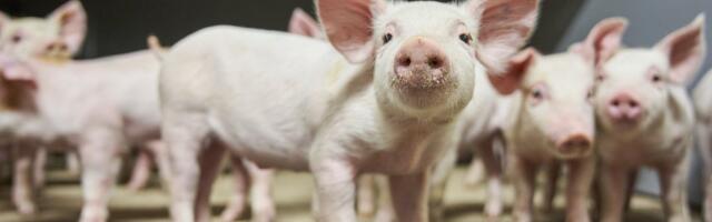 PUUST JA PUNASEKS | Kuidas võetakse ja analüüsitakse SAKi proove?