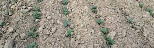 Nädal põllul: soojalaine eel otsustavad õiged ajastused saagi