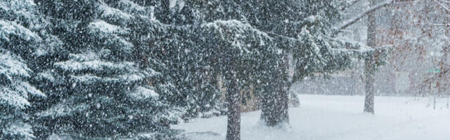 В Финляндии из-за непогоды обесточены десятки тысяч домов