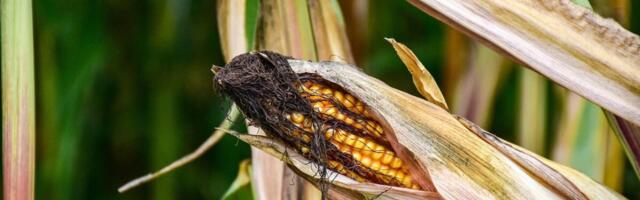 Valminud on 35 taime- ja loomakasvatuse näidisarvestused