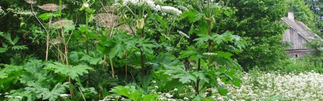 Karuputke tõrje Eestis kulgeb edukalt