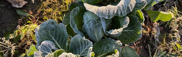 Talvine taimkate aitab hoida toitained mullas ja kaitseb põhjavett