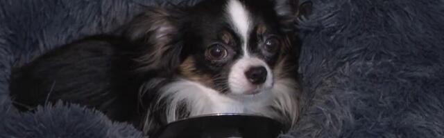 Loomakaitse liit soovib loomapidamise keeluga inimeste registrit