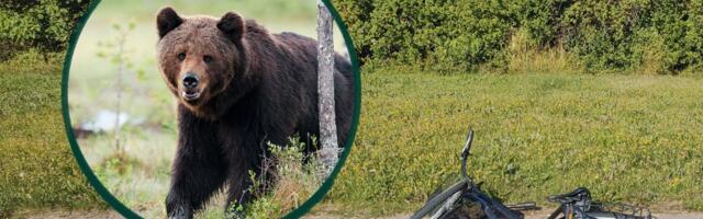 Kas karu ründas jalgratturit või mitte? Väike-Maarja juhtum sai lõpuks ametliku hinnangu