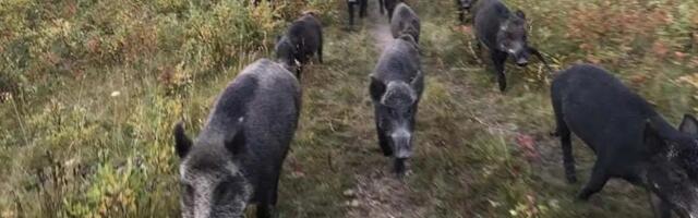 Kanada lihasööjatest "supersead" ähvardavad Ameerika Ühendriike