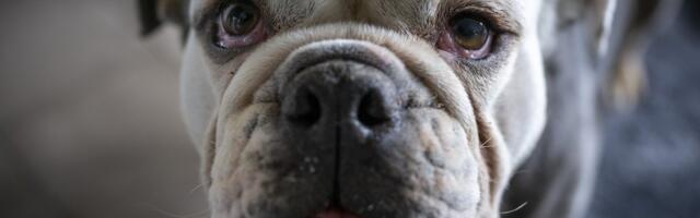 Koera eluiga sõltub koonust_ teadlased leidsid mõnede koeraomanike jaoks kurvastava seaduspära