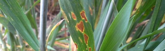 Fungitsiidist sõltub nisupõllu tervis